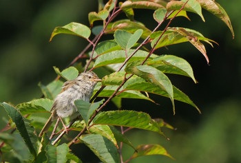 Japanese Bush Warbler 奥武蔵グリーンライン Sun, 8/4/2019