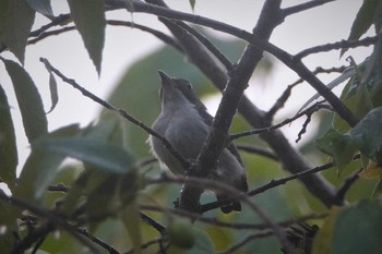 Bicolored Flowerpecker