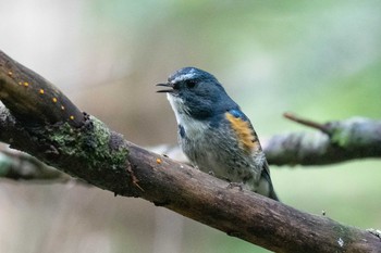 ルリビタキ 白駒池 2019年8月3日(土)