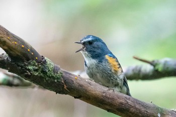 ルリビタキ 白駒池 2019年8月3日(土)