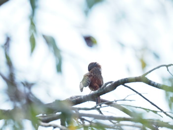 Meadow Bunting 静岡市 Sun, 8/11/2019