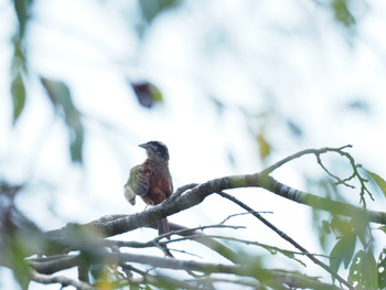 Meadow Bunting 静岡市 Sun, 8/11/2019