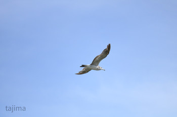 Black-tailed Gull 曽根干潟(曾根干潟) Sun, 8/11/2019