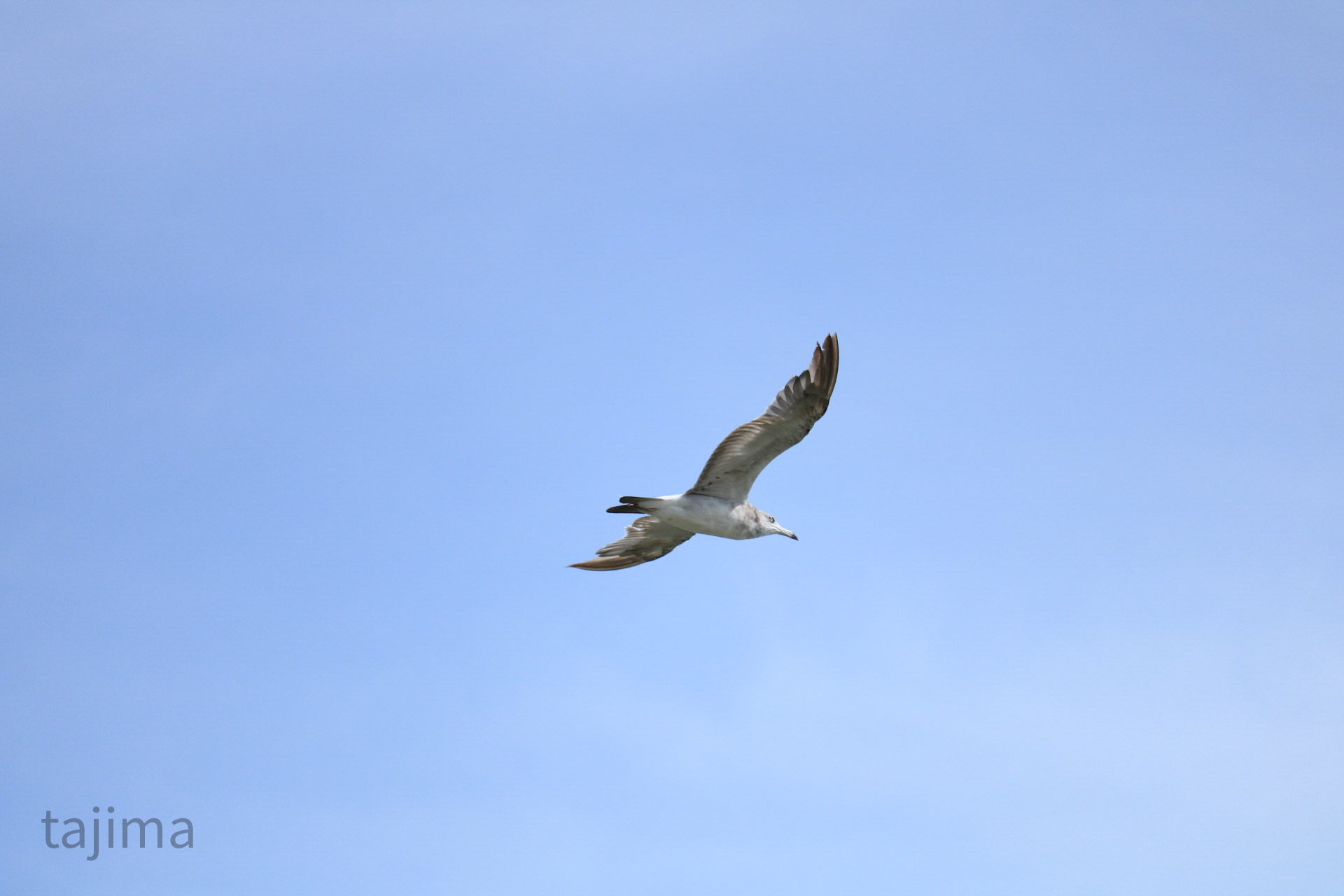 Black-tailed Gull