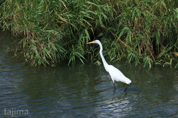 Great Egret 曽根新田 Sun, 8/11/2019