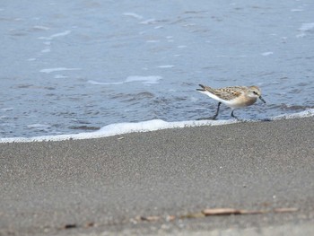 Red-necked Stint 石狩 Sun, 8/11/2019