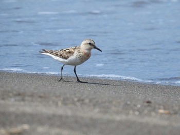 Red-necked Stint 石狩 Sun, 8/11/2019