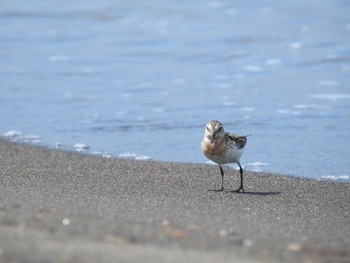 Red-necked Stint 石狩 Sun, 8/11/2019