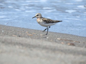 Red-necked Stint 石狩 Sun, 8/11/2019