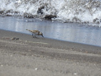 Red-necked Stint 石狩 Sun, 8/11/2019