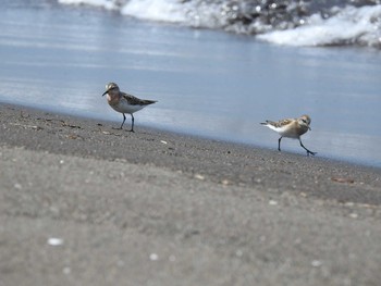 Red-necked Stint 石狩 Sun, 8/11/2019