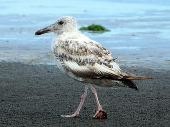 未同定 ふなばし三番瀬海浜公園 2019年8月8日(木)