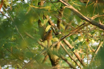 2019年8月11日(日) 多摩川二ヶ領宿河原堰の野鳥観察記録