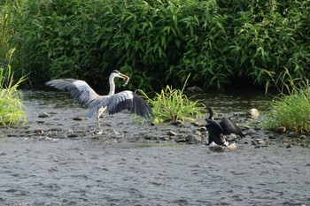 アオサギ 多摩川二ヶ領宿河原堰 2019年8月11日(日)