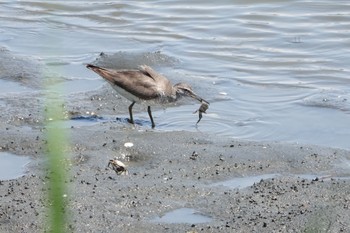 2019年8月11日(日) 東京港野鳥公園の野鳥観察記録