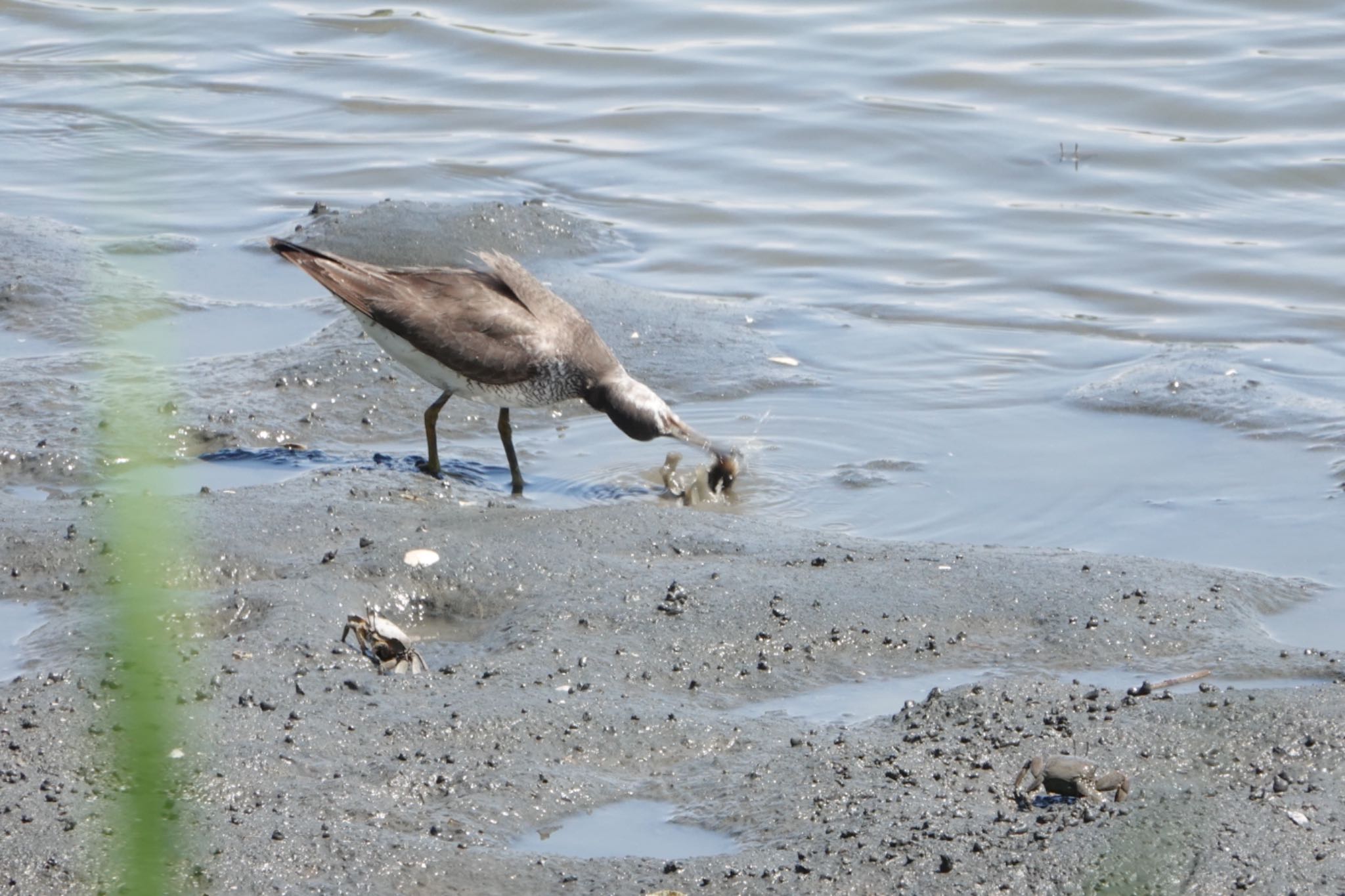 東京港野鳥公園 キアシシギの写真 by ひじり