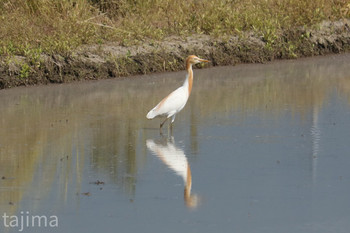 Eastern Cattle Egret 曽根新田 Sat, 5/25/2019