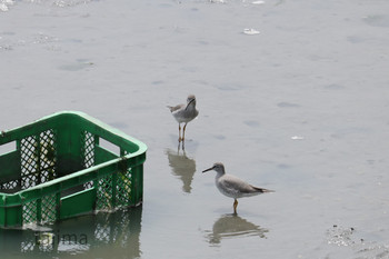 Grey-tailed Tattler 曽根干潟(曾根干潟) Sun, 4/28/2019