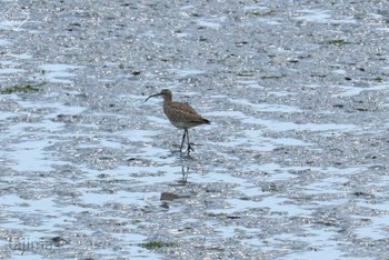 Far Eastern Curlew 曽根干潟(曾根干潟) Sat, 4/27/2019