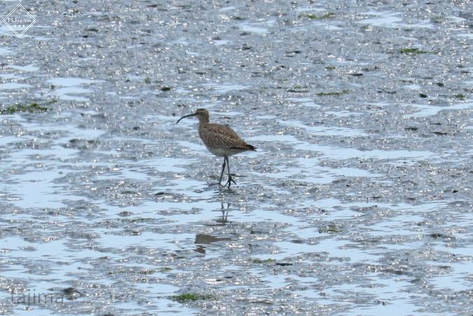 Photo of Far Eastern Curlew at 曽根干潟(曾根干潟) by Tajima