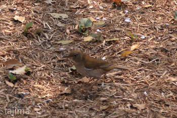 Pale Thrush 妙見神社 Sun, 4/7/2019