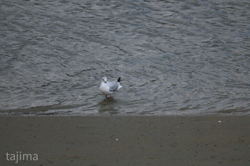 Black-headed Gull 曽根干潟(曾根干潟) Sat, 3/16/2019