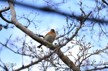 アトリ 白野江植物公園 2019年3月16日(土)