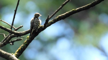 Fri, 8/9/2019 Birding report at 戸隠