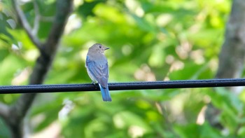 オオルリ 戸隠 2019年8月10日(土)