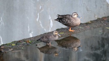 カルガモ 戸隠 2019年8月9日(金)