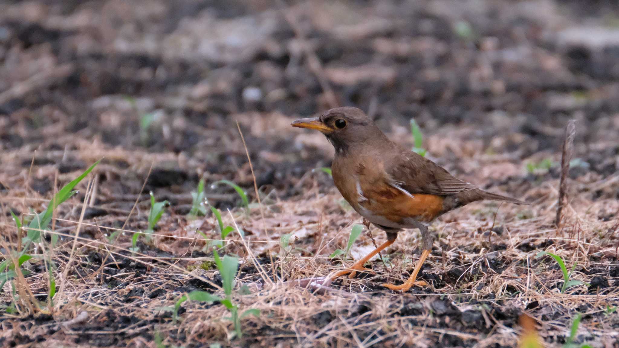 アカハラ