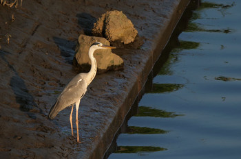 Grey Heron 朝霞市 Sun, 8/4/2019