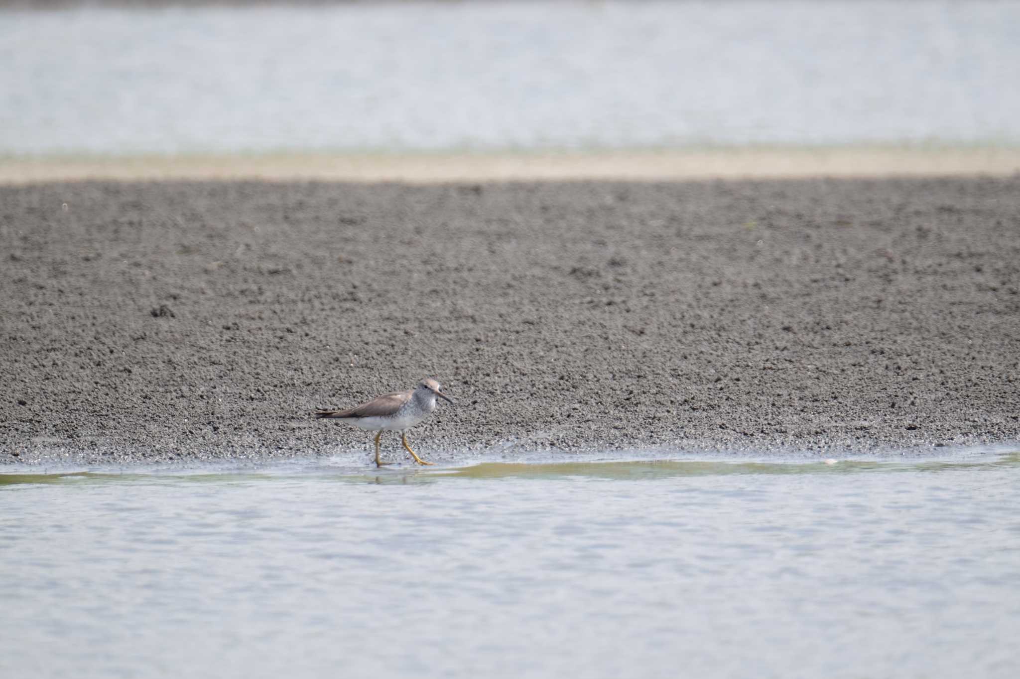 ふなばし三番瀬海浜公園 キアシシギの写真 by toru