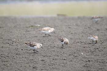 ミユビシギ ふなばし三番瀬海浜公園 2019年8月10日(土)