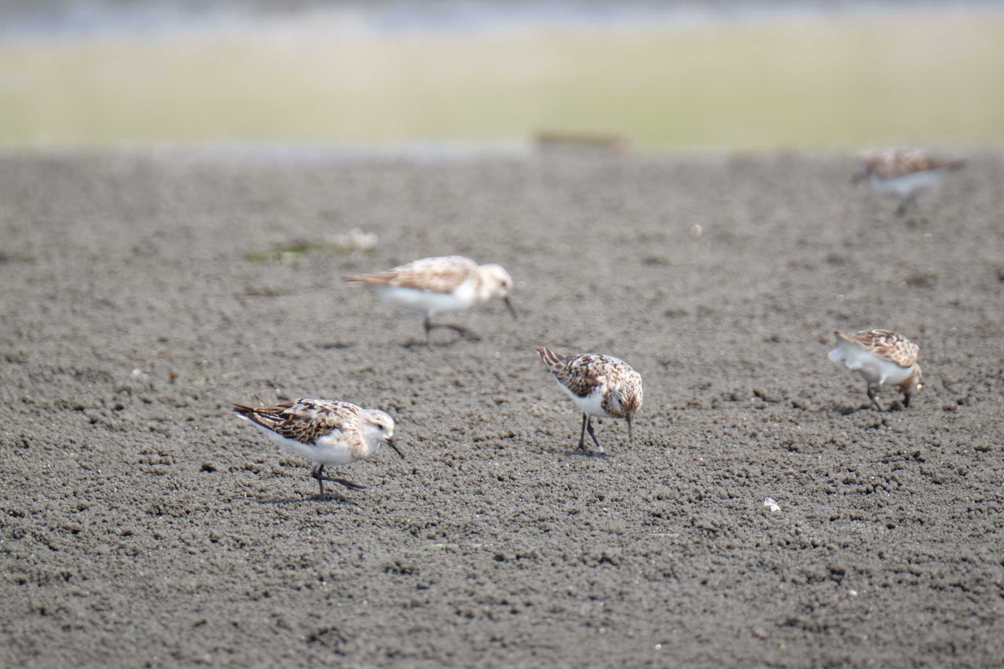 ふなばし三番瀬海浜公園 ミユビシギの写真 by toru