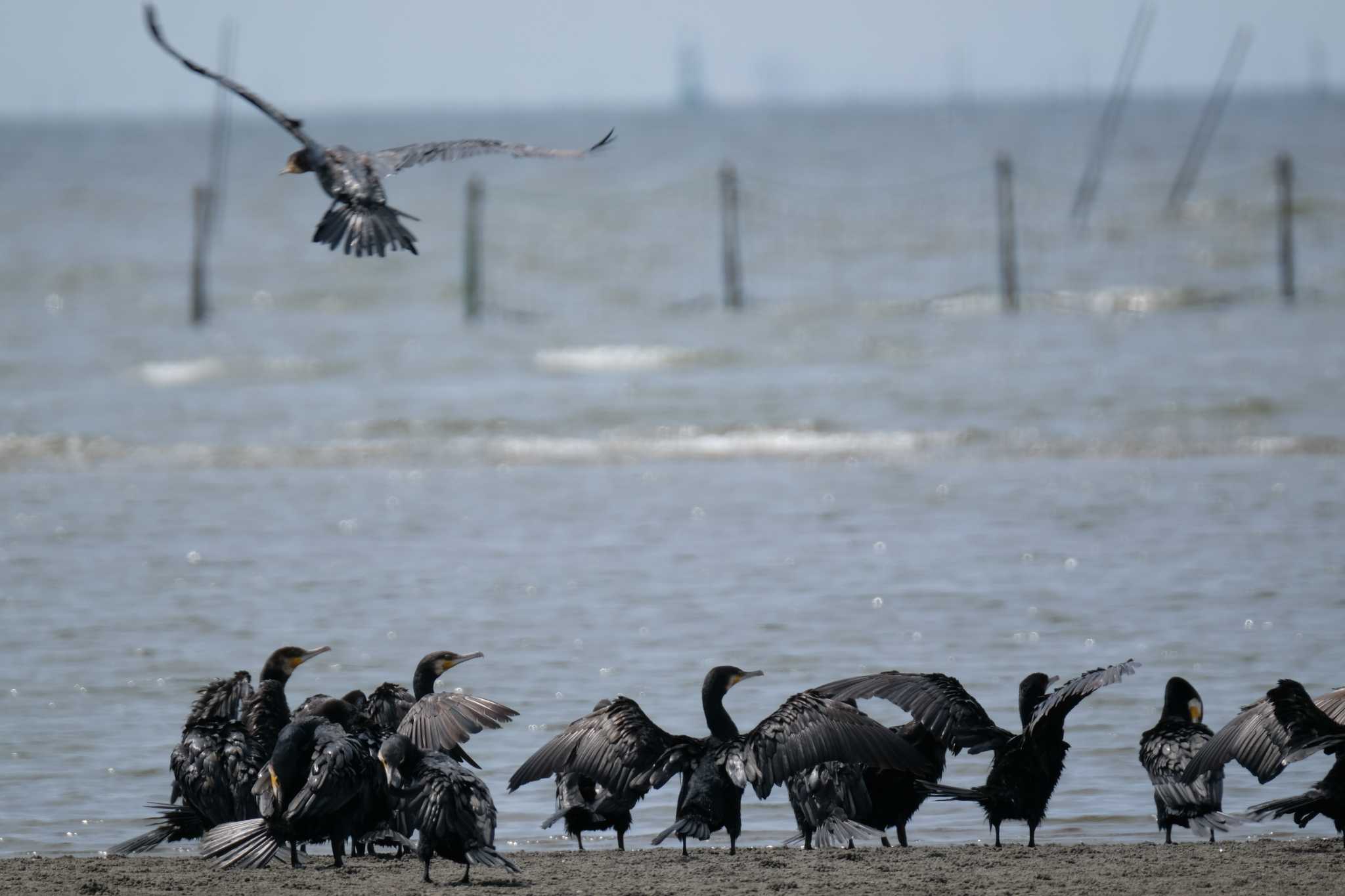 ふなばし三番瀬海浜公園 カワウの写真 by toru