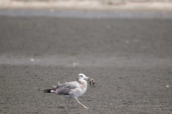 Sat, 8/10/2019 Birding report at Sambanze Tideland