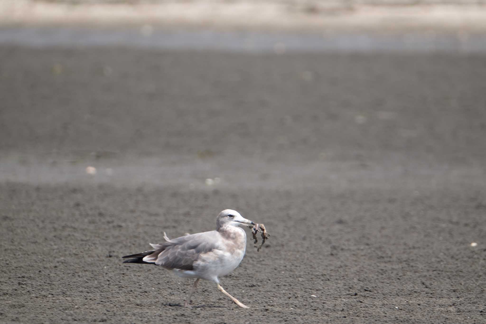 ふなばし三番瀬海浜公園 ウミネコの写真 by toru