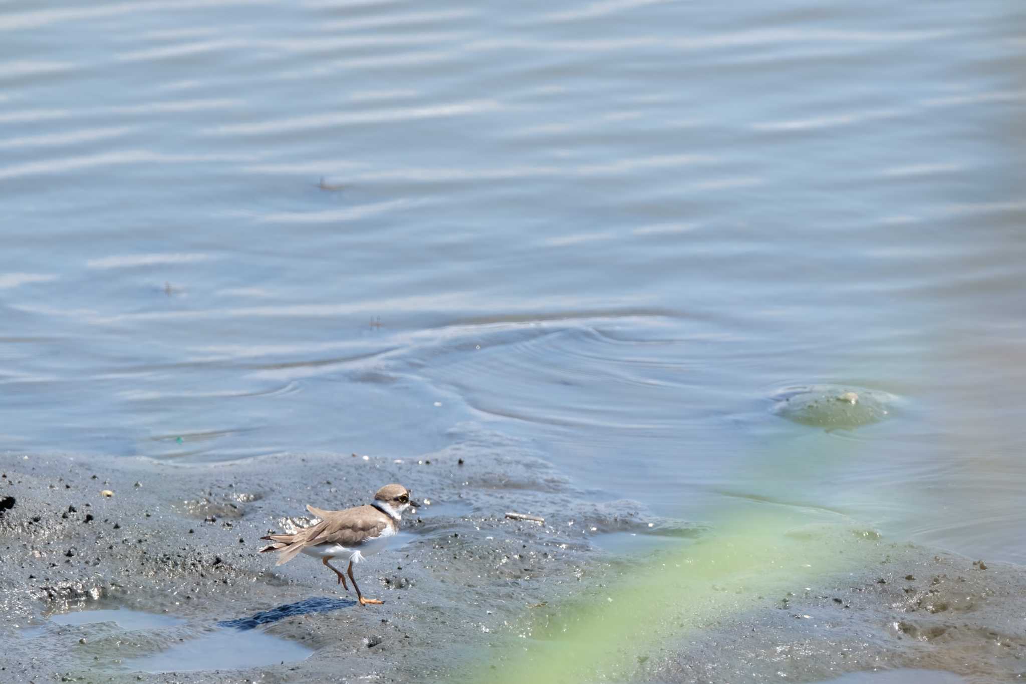 東京港野鳥公園 コチドリの写真 by toru