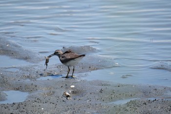 Sun, 8/11/2019 Birding report at Tokyo Port Wild Bird Park