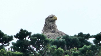 2019年8月11日(日) 兜沼公園の野鳥観察記録