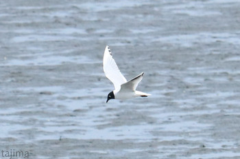 Saunders's Gull 曽根干潟(曾根干潟) Thu, 3/28/2019