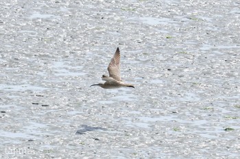 ホウロクシギ 曽根干潟(曾根干潟) 2019年4月27日(土)