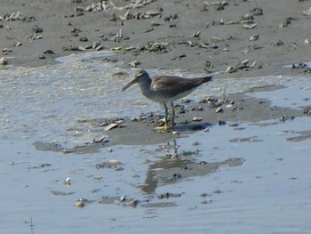 2019年8月10日(土) 谷津干潟の野鳥観察記録