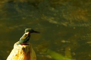 カワセミ 野川 2019年8月4日(日)