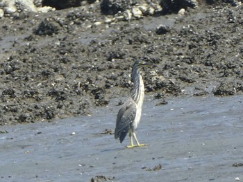 Sun, 8/11/2019 Birding report at 大井ふ頭中央海浜公園(なぎさの森)