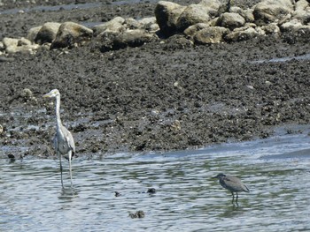 ササゴイ 大井ふ頭中央海浜公園(なぎさの森) 2019年8月11日(日)