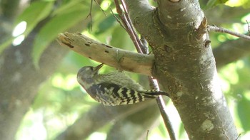 Japanese Pygmy Woodpecker(seebohmi) 兜沼公園 Sat, 8/10/2019