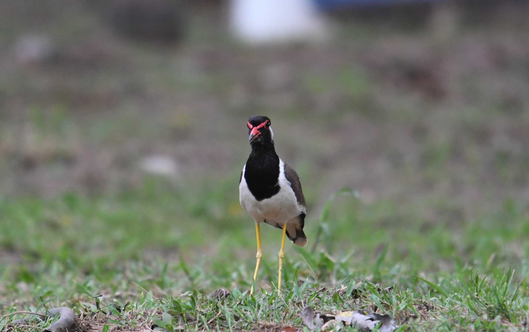 Photo of Red-wattled Lapwing at Kaeng Krachan National Park by あひる