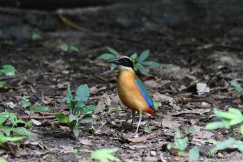 ミナミヤイロチョウ ケーン・クラチャン国立公園 2019年5月31日(金)